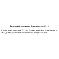 Георгина декоративная Кельвин Флудлайт 100 мм