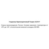 Гладиолус крупноцветковый Тьорис 100 мм