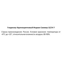 Гладиолус крупноцветковый Индиан Саммер 100 мм