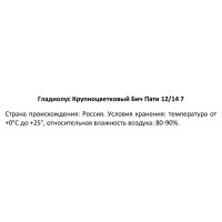 Гладиолус крупноцветковый Бич Пати 100 мм