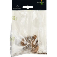 Георгина кактусовая Том Саук 100 мм