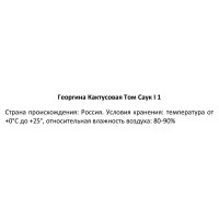 Георгина кактусовая Том Саук 100 мм