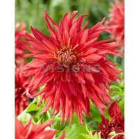 Георгина кактусовая Том Саук 100 мм