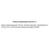 Георгина шаровидная Рексона 100 мм