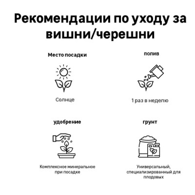 Черешня Дерево-сад Приусадебная/Мичуринка/Ревна h150 см