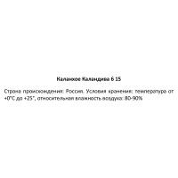 Каланхое Каландива ø6 h15 см