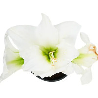 Гиппеаструм микс 1 ствол ø13 h35 см