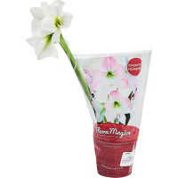 Гиппеаструм микс 1 ствол ø13 h35 см