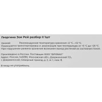 Георгина Зоя Рей разбор II