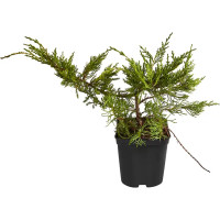 Можжевельник Голден Спринг h40 - 60 см