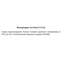 Филодендрон Сан Ред ø11 h25 см