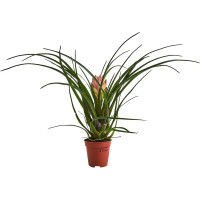 Тилландсия Анита ø5.5 h15 см