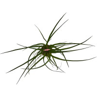 Тилландсия Анита ø5.5 h15 см