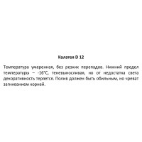 Калатея ø12 h25 см