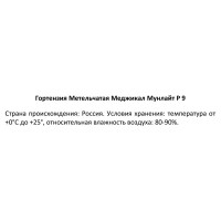 Гортензия метельчатая Меджикал Мунлайт ø9 h30 см