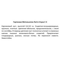 Гортензия метельчатая Литтл Спуки ø17 h20 см