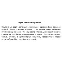 Дерен Айвори Хало белый ø14 h20 см