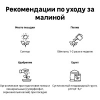 Малина ремонтантные сорта .в сортах (V2-3л)