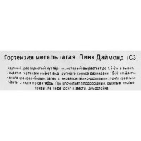 Гортензия Пинк Даймонд метельчатая, цвет бело-розовый
