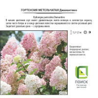 Гортензия Диамантино метельчатая, цветки крыпные, цвет белый