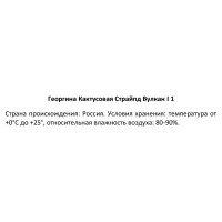 Георгина кактусовая Страйпд Вулкан 100 мм