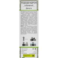 Рододендрон гибридный Данута ø5 h35 см