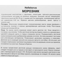 Морозник восточный Дабл Элен Пинк