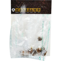 Иксия микс 40 мм