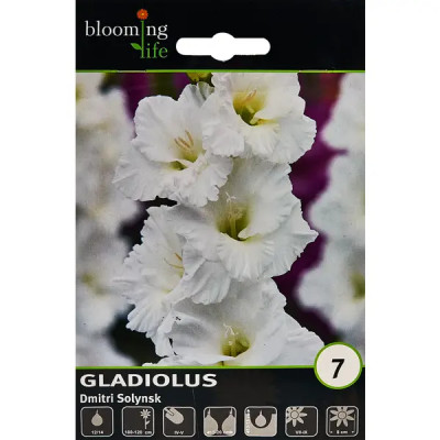 Гладиолус гофрированный Димитрий Солунский 100 мм
