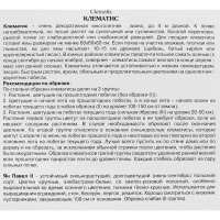 Клематис крупноцветковый Ян Павел II ø5 h10 см