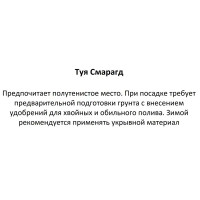 Туя occ smaragd ø17 h60