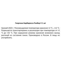 Георгина Барбаросса разбор II