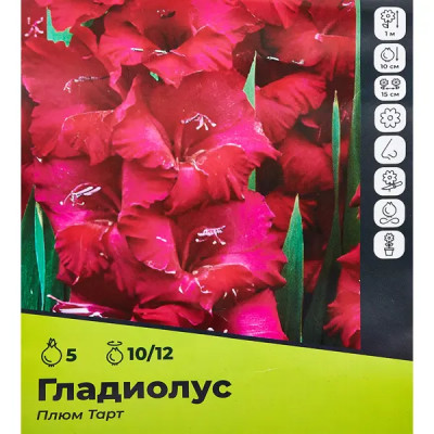 Гладиолус Плюмтарт луковицы 10/12, 5 шт.