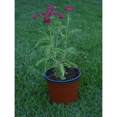 Тысячелистник обыкновенный 2 л h20 см