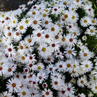 Астра кустарниковая Аполло ø17 h30 см