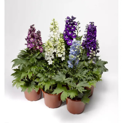 Дельфиниум гибридный ø19 h50 см