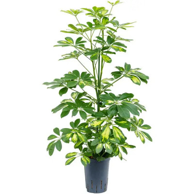 Шеффлера Голд Капелла ø17 h70 см