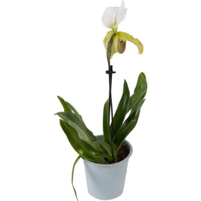 Орхидея Пафиопедилюм ø12 h50 см