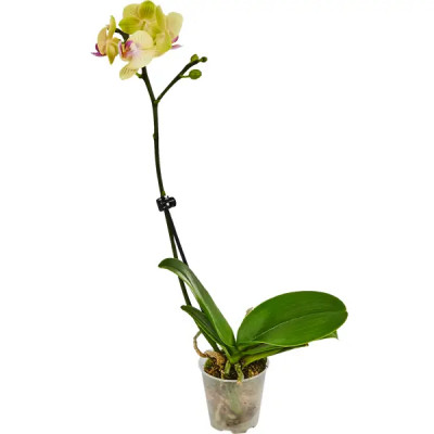 Орхидея Фаленопсис мини 1 стебель ø6 h22 см