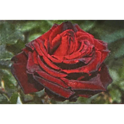 Роза чайно-гибридная Черная Магия ø15 h30 см