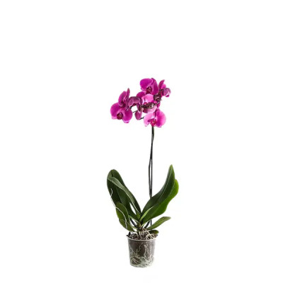 Орхидея Фаленопсис микс ø15 h80-90 см