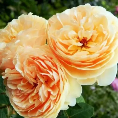 Английская роза Тизинг Джорджия ø23 h35 см