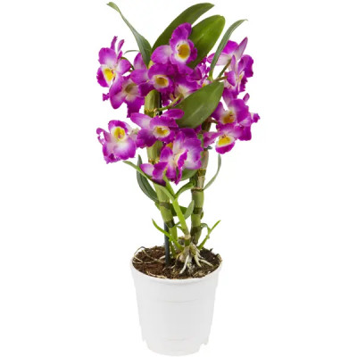 Орхидея Дендробиум микс ø12 h45 см