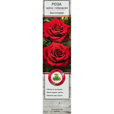 Роза чайно-гибридная Эксплорер ø5 h35 см