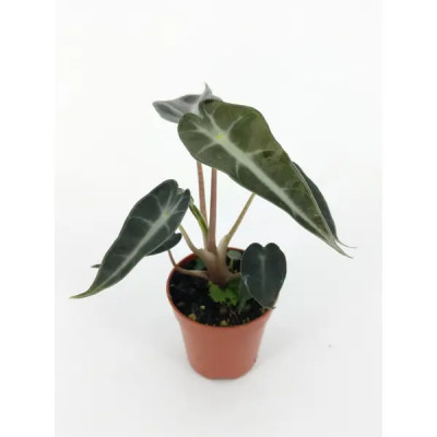 Декоративно-лиственное растение Алоказия Дварф ø5 h10-17 см