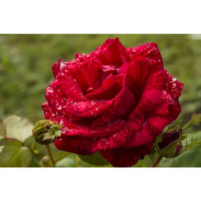 Роза чайно-гибридная «Ред Интуишин» красная 19x55 см