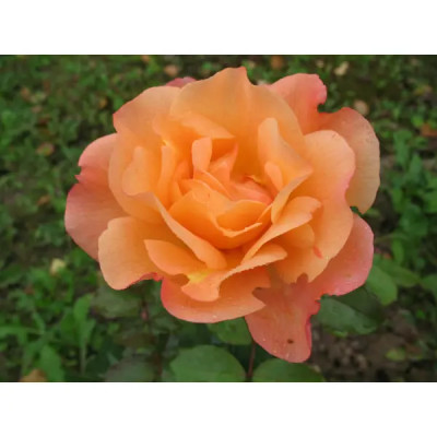 Роза парковая «Вестерленд» 19x55 см