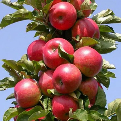 Яблоня колонновидная Валюта ø25 h100 см
