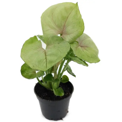 Декоративно-лиственное растение Сингониум микс ø6 h7-15 см