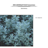 Ива Гельветика швейцарская, листья ворсистые, цвет серебристый